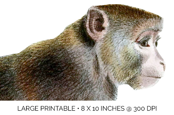 Monkey Rhesus Monkey in Illustrations - product preview 4