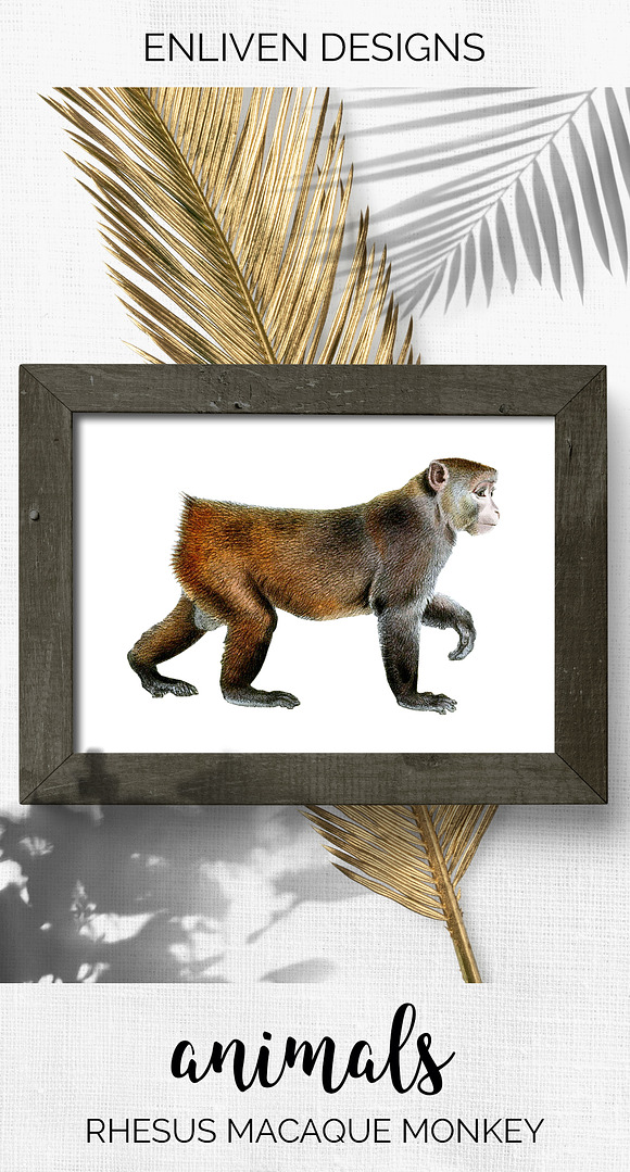 Monkey Rhesus Monkey in Illustrations - product preview 7