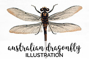 Dragonfly Australian Vintage Insect