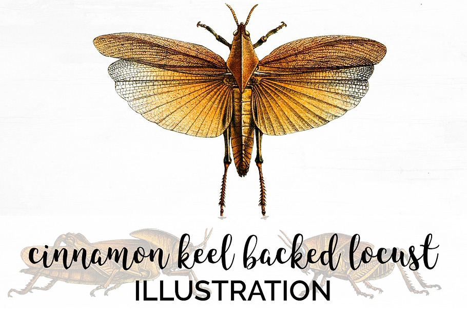 Locust Cinnamon Keel-Backed Vintage in Illustrations - product preview 8
