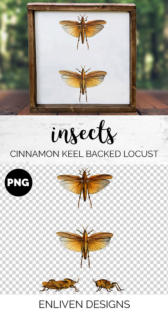 Locust Cinnamon Keel-Backed Vintage in Illustrations - product preview 1
