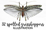 Grasshopper 32 Spotted Vintage Bugs