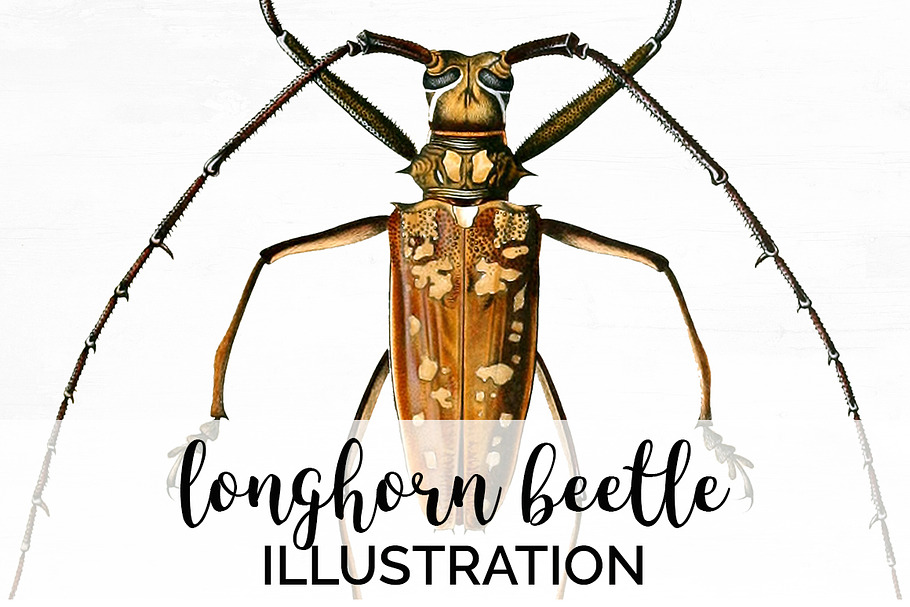 Beetle Longhorn Vintage Insects in Illustrations - product preview 8