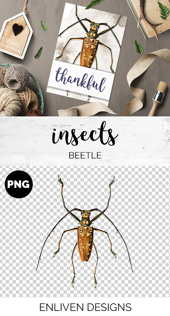 Beetle Longhorn Vintage Insects in Illustrations - product preview 1