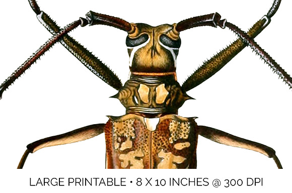 Beetle Longhorn Vintage Insects in Illustrations - product preview 4