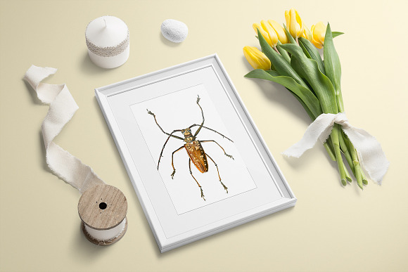 Beetle Longhorn Vintage Insects in Illustrations - product preview 5