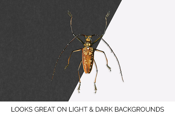 Beetle Longhorn Vintage Insects in Illustrations - product preview 6