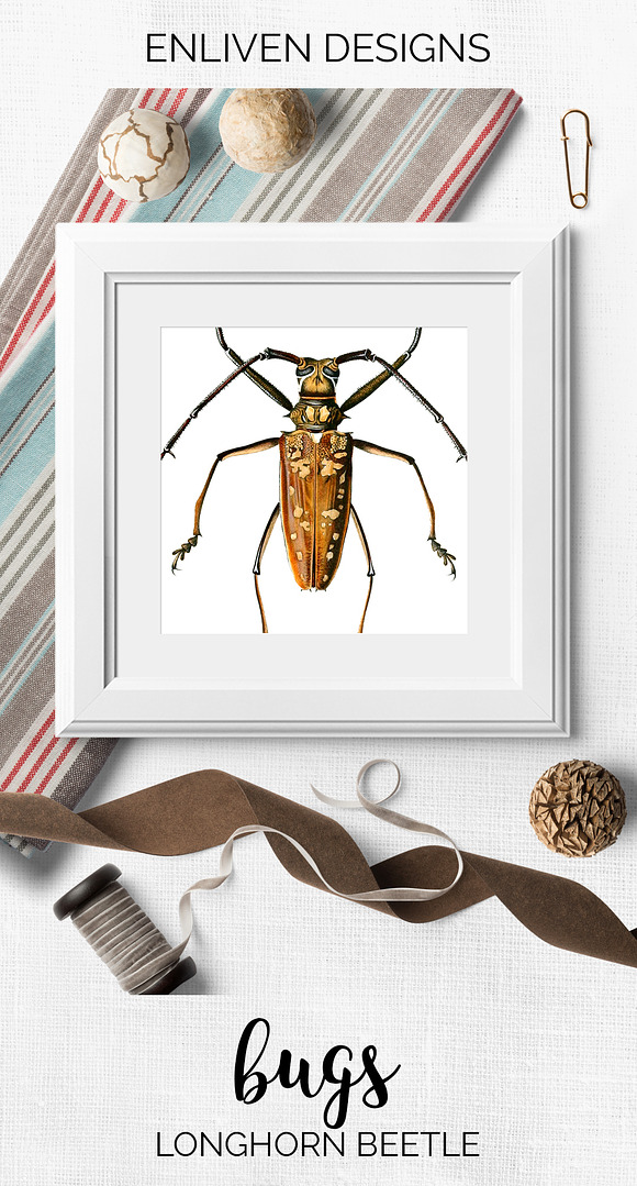Beetle Longhorn Vintage Insects in Illustrations - product preview 7