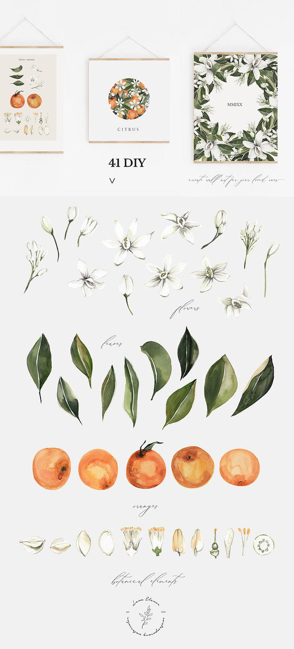 NATURAL STUDY: citrus orange set l in Illustrations - product preview 3