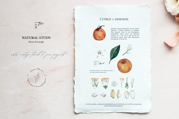NATURAL STUDY: citrus orange set l in Illustrations - product preview 4