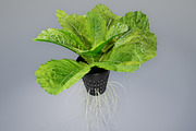 lettuce grean