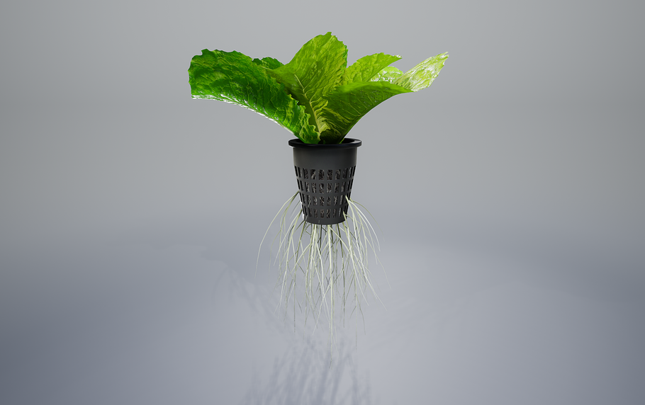 lettuce grean in Food - product preview 7
