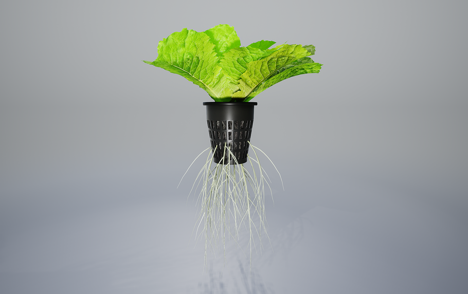 lettuce grean in Food - product preview 9