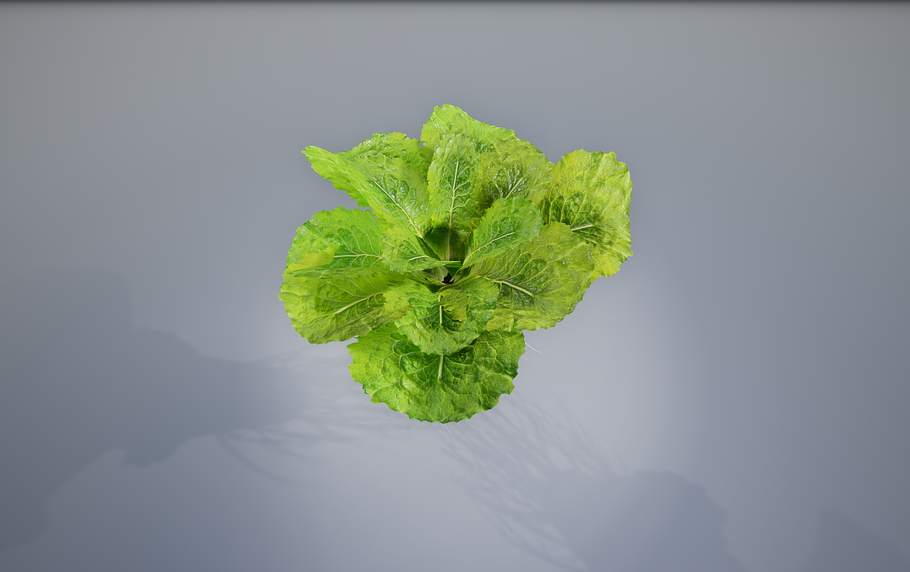 lettuce grean in Food - product preview 11