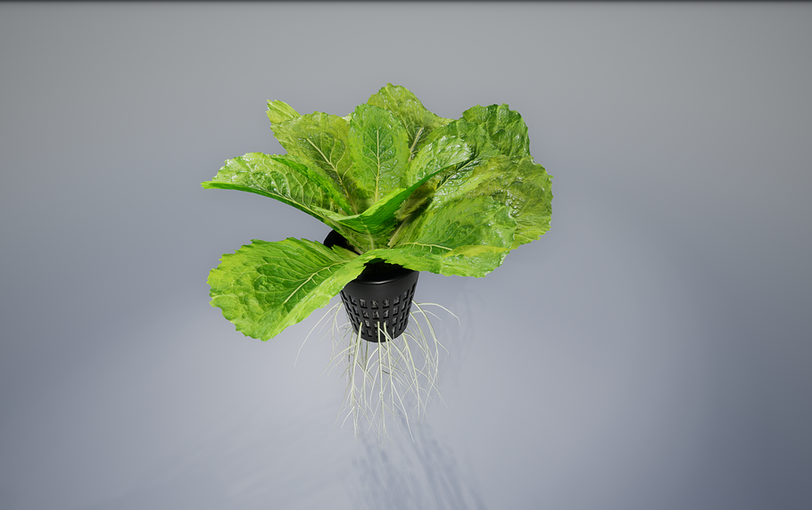 lettuce grean in Food - product preview 12