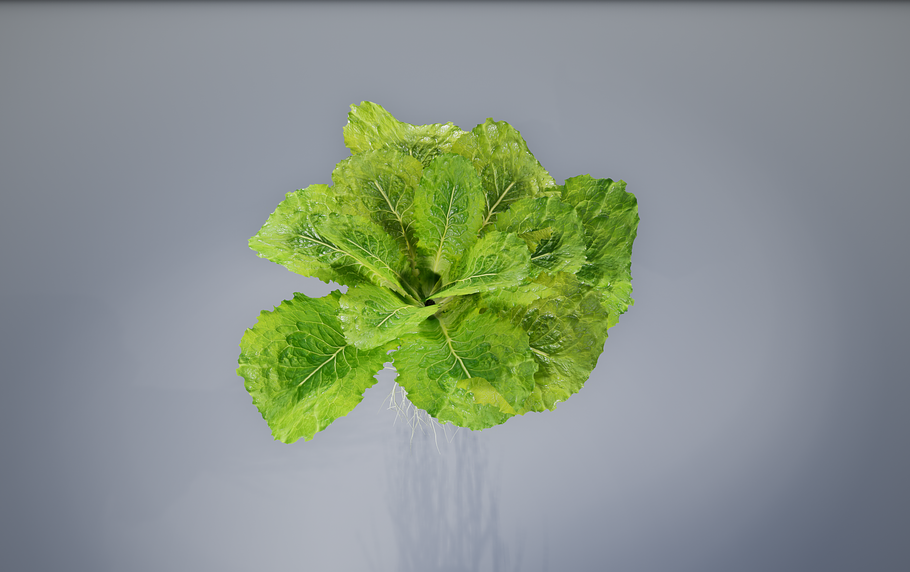 lettuce grean in Food - product preview 13