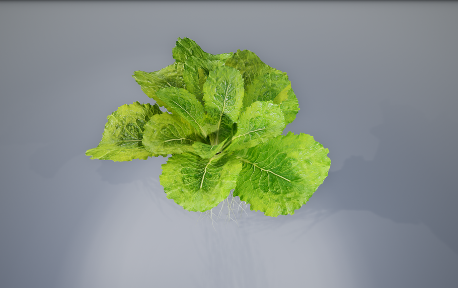 lettuce grean in Food - product preview 14