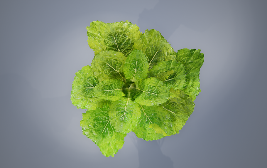 lettuce grean in Food - product preview 15
