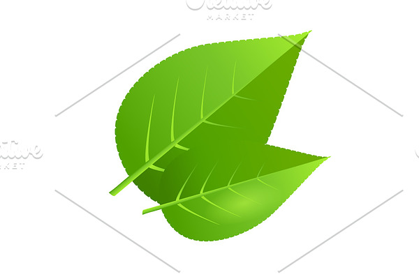 Two green tree leaves vector