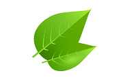Two green tree leaves vector