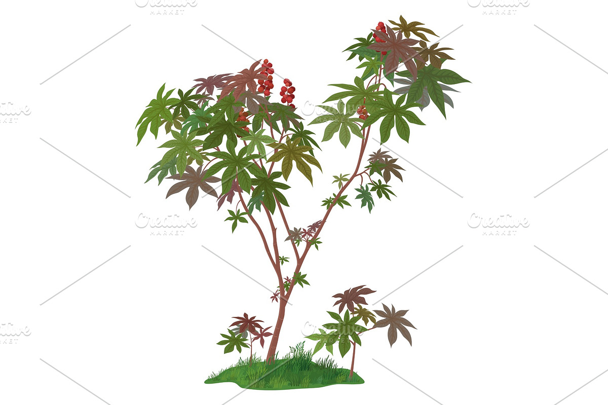 Castor Plant and Green Grass in Illustrations - product preview 8