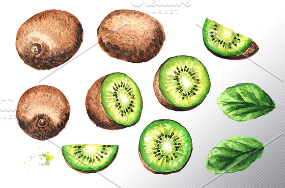 Kiwi. Watercolor collection in Illustrations - product preview 3