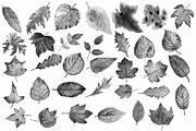 Watercolor Leaf Photoshop Brushes