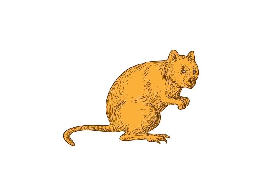 Quokka Drawing Color