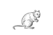 Quokka Drawing Black and White