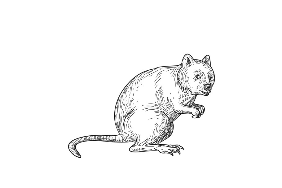 Quokka Drawing Black and White