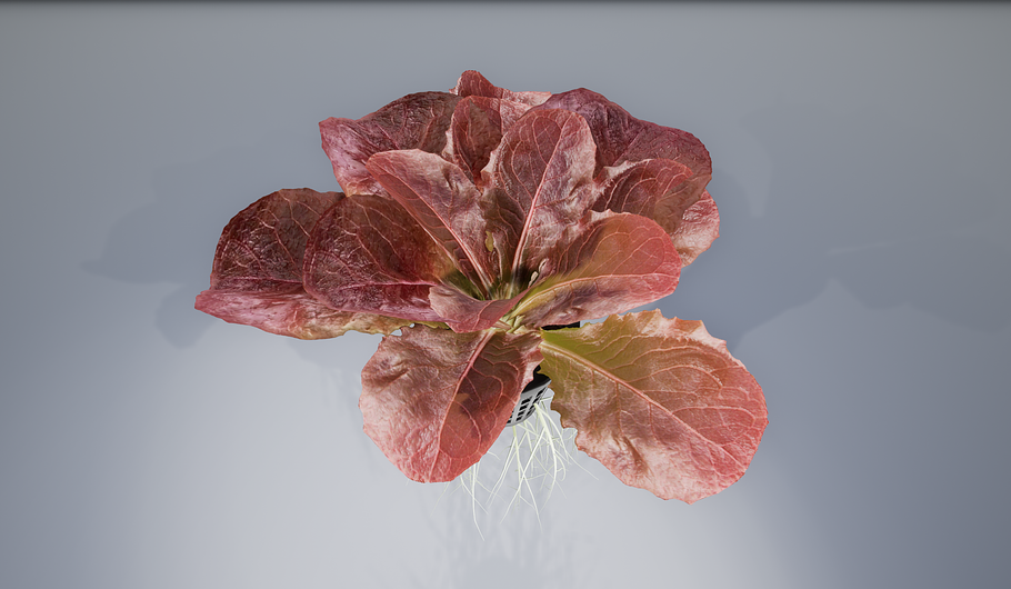 lettuce red in Nature - product preview 10
