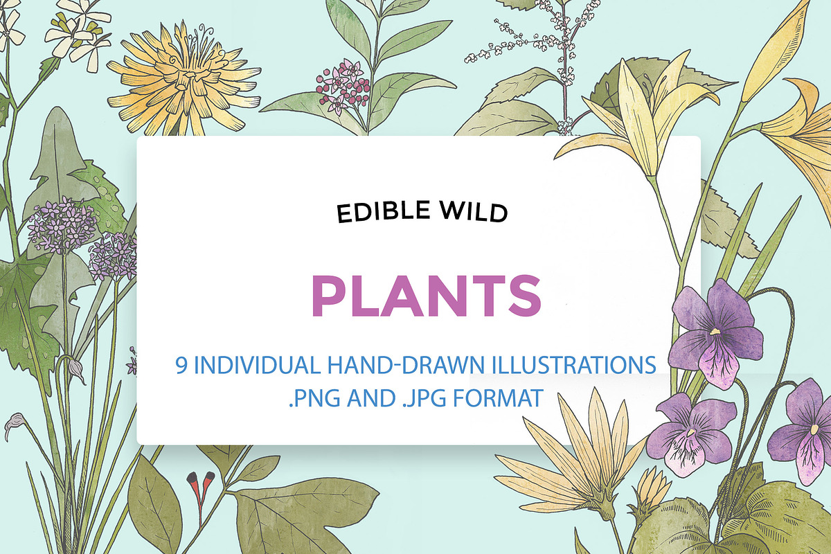 Hand Drawn Edible Flowers in Illustrations - product preview 8