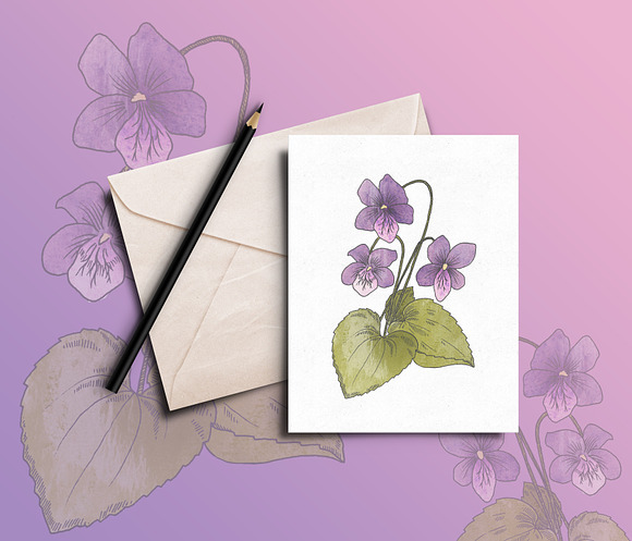 Hand Drawn Edible Flowers in Illustrations - product preview 2