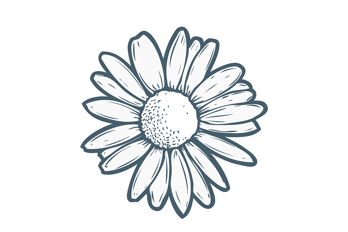 Chamomile illustration in Illustrations - product preview 8