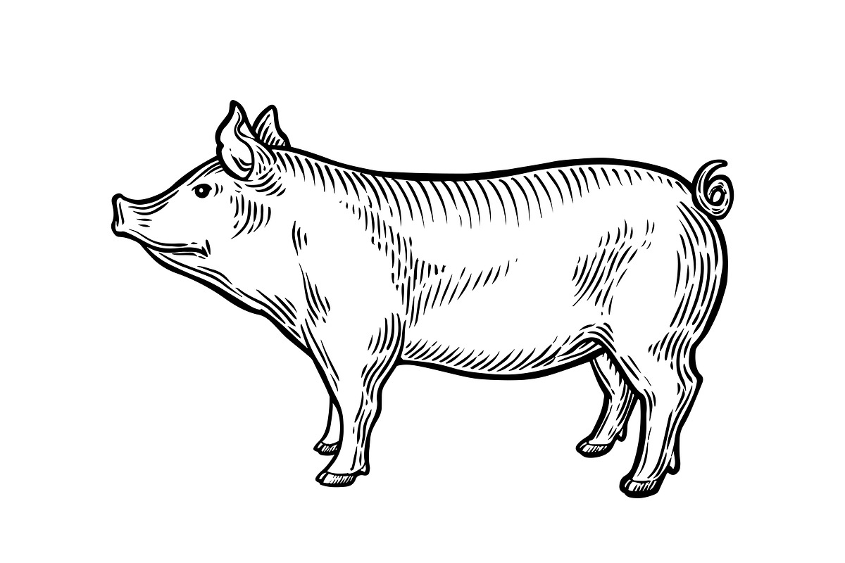 Pig illustration in Illustrations - product preview 8