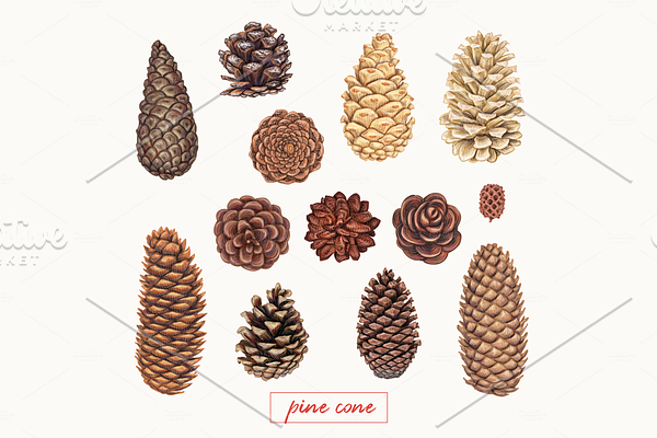 Pine cones and branches