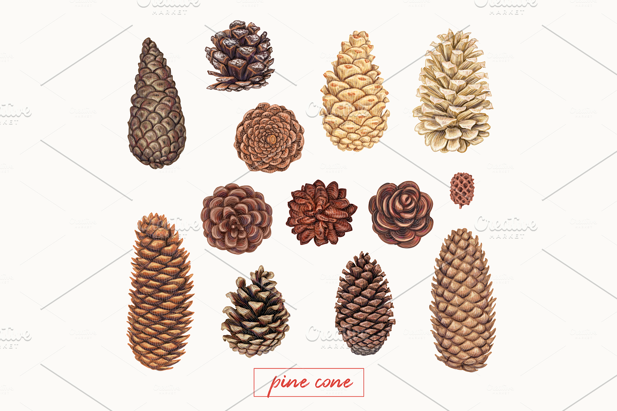 Pine cones and branches in Illustrations - product preview 8