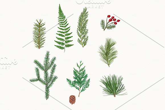 Pine cones and branches in Illustrations - product preview 1