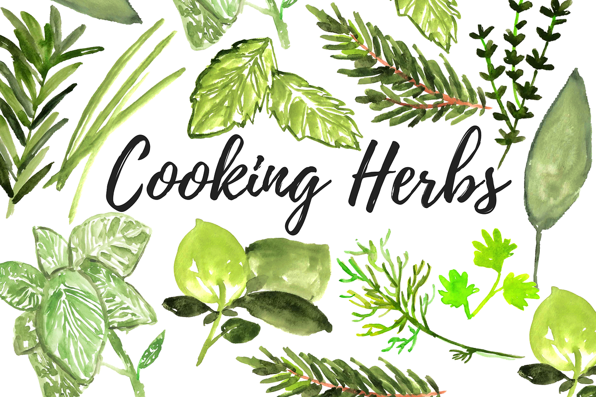 Watercolor cooking herb clipart in Illustrations - product preview 8