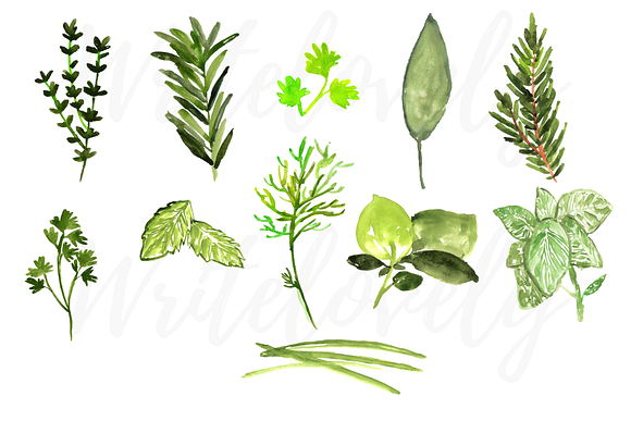 Watercolor cooking herb clipart in Illustrations - product preview 1