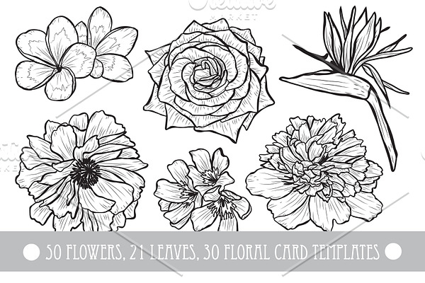 50 Hand Drawn Decorative Flowers Set