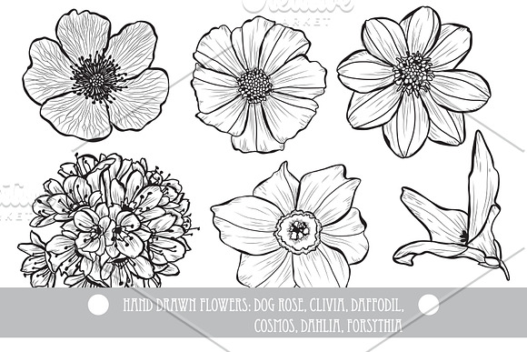 50 Hand Drawn Decorative Flowers Set in Illustrations - product preview 3