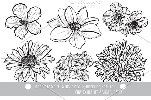 50 Hand Drawn Decorative Flowers Set in Illustrations - product preview 5