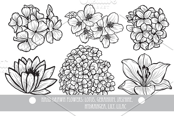50 Hand Drawn Decorative Flowers Set in Illustrations - product preview 6
