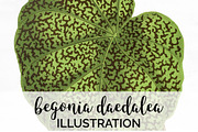 Begonia Green Leaf Vintage Leaves