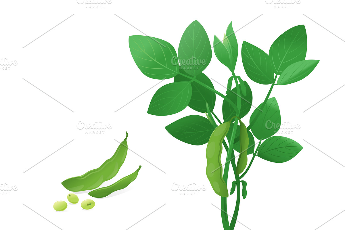 Soybean plant green in Illustrations - product preview 8