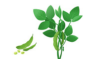 Soybean plant green