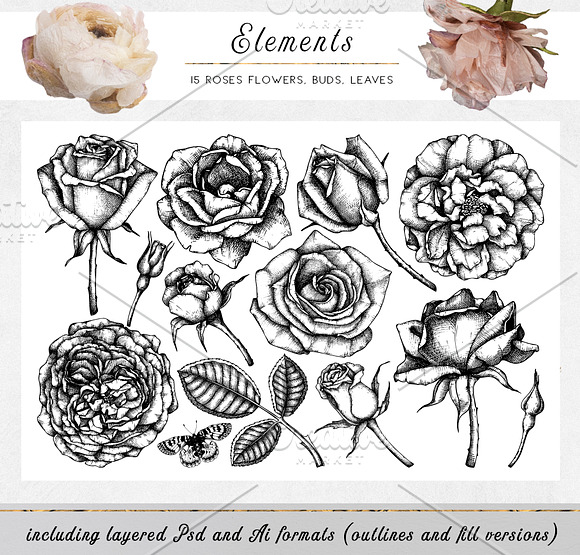 Hand Drawn Roses Collection in Illustrations - product preview 9