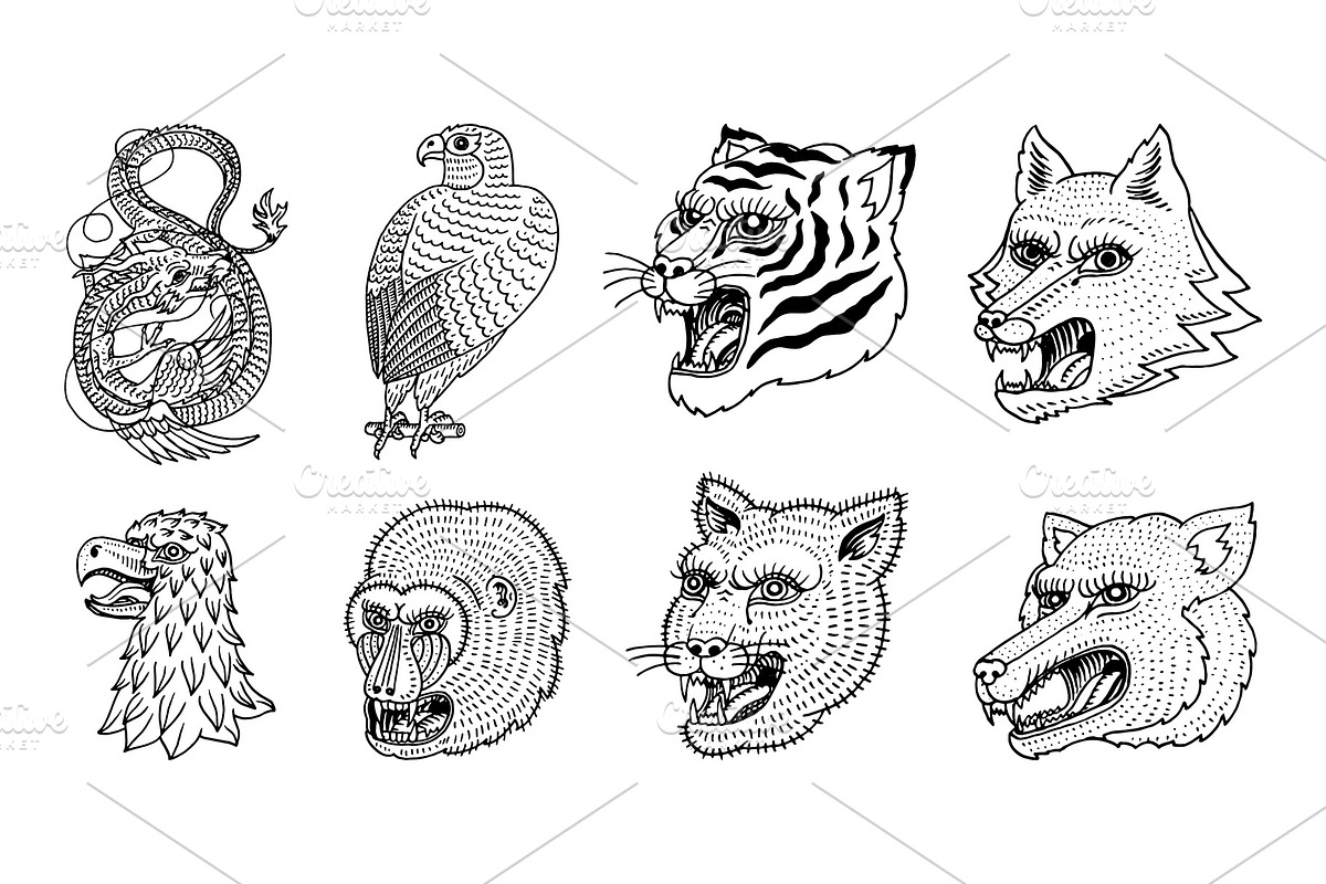 Head of Wild Animal Predator in Illustrations - product preview 8