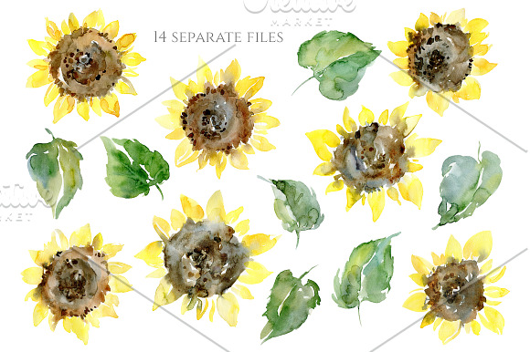 Watercolor Sunflower Flowers Leaves in Illustrations - product preview 1